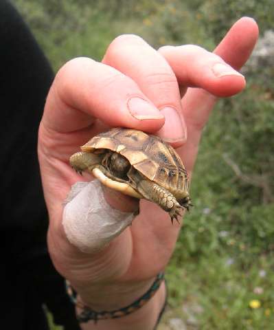 Baby tortoise