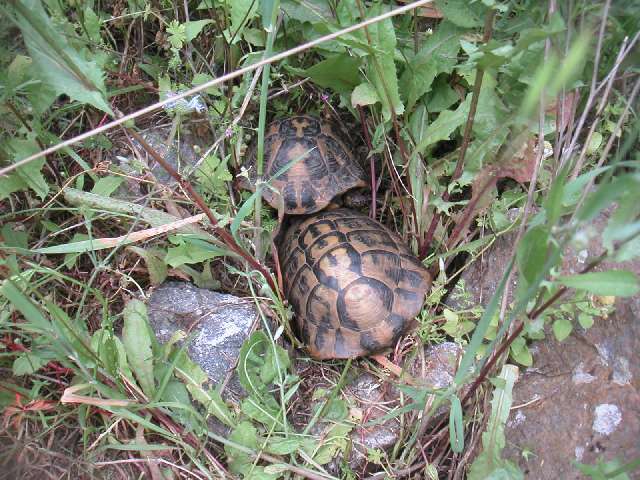 Tortoises